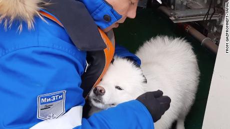 Aika the Samoyed, after being rescued by the icebreaker&#39;s crew