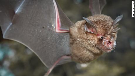 Chinese researchers find batch of new coronaviruses in bats