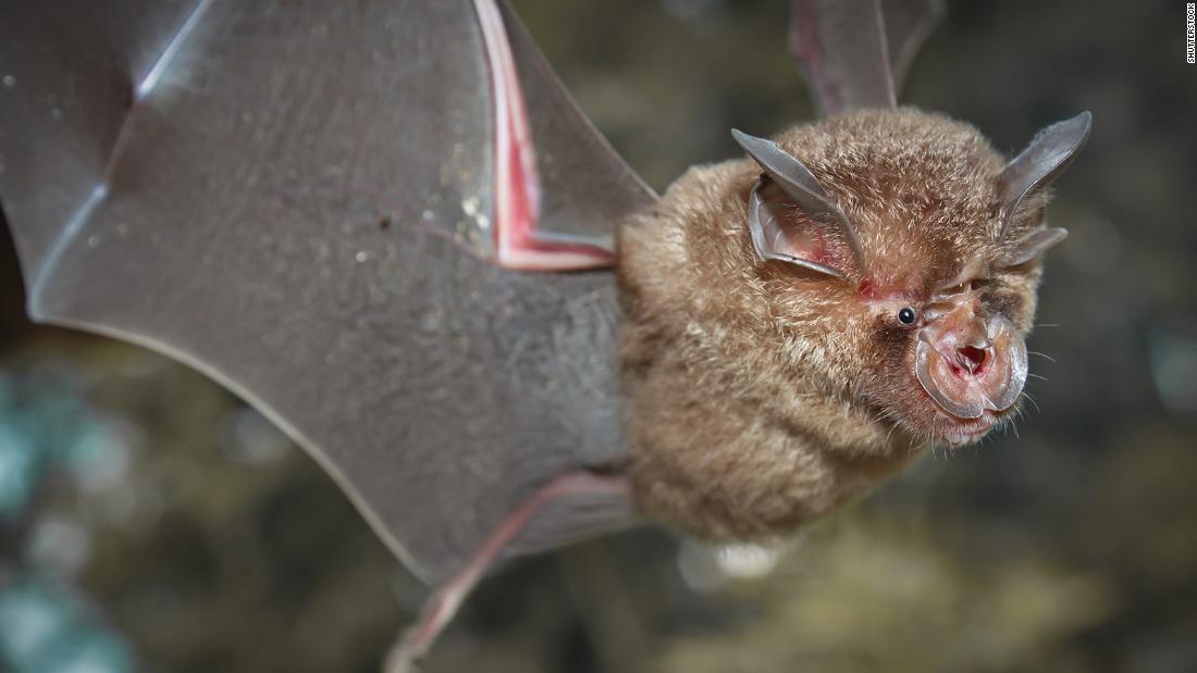 Chinese researchers find batch of new coronaviruses in bats