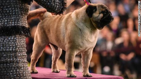 A Pug dog is judged while participating in the annual Westminster Kennel Club dog show on February 10, 2020 in New York City. 