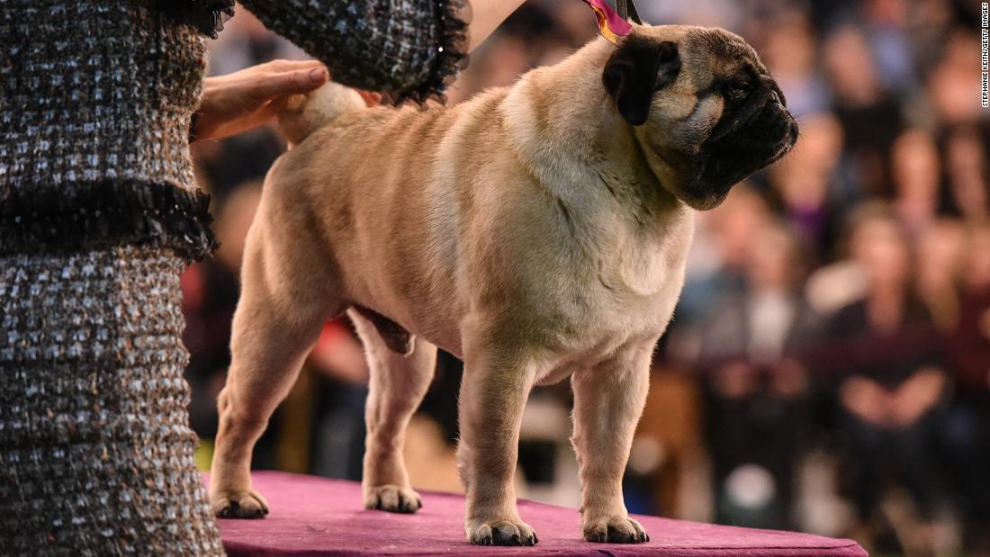 Westminster Dog Show: Time, schedule and what you need to know - CNN