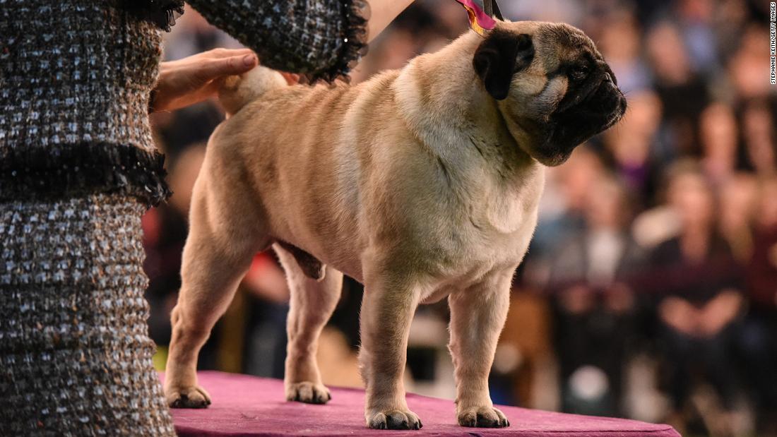 Excitement at the Westminster Dog Show in [current year]