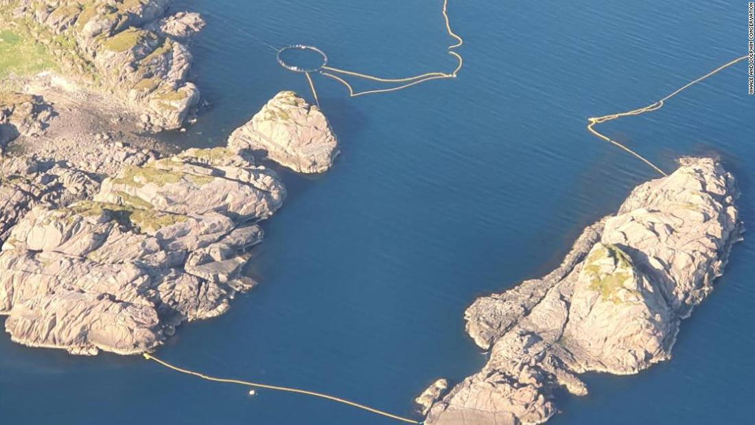 La Norvège se lance dans un essai sain sur les baleines malgré les protestations