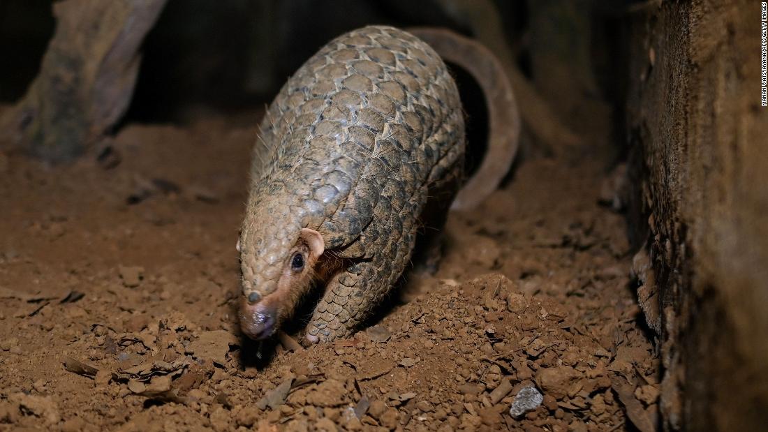 Pangolins are poached for meat and for use in traditional medicine. Their scales can sell for hundreds of dollars per kilogram on the black market.