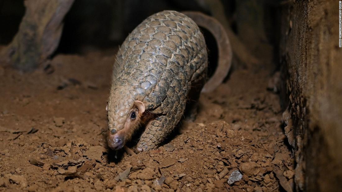 Pangolins are the 'world's most trafficked mammal.' This man wants to save them