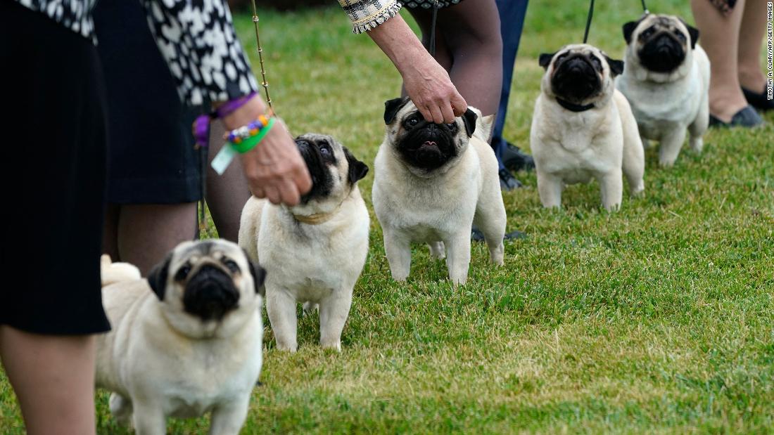 Westminster Dog Show 2021 Pekingese Named Wasabi Wins Best In Show Cnn