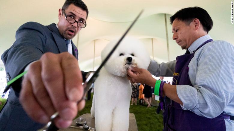 Westminster Dog Show 2021: Pekingese named Wasabi wins Best in Show - CNN