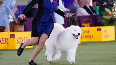 The handler of a Samoyed runs with her dog before the judges in the working group category at the Westminster Kennel Club Dog Show on Sunday.