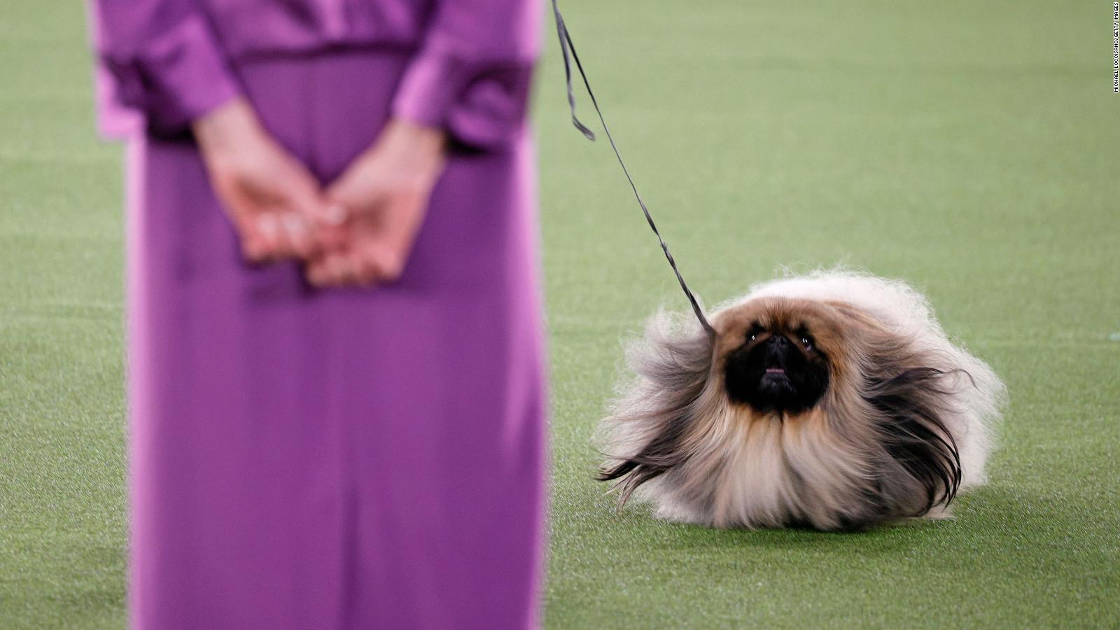 Westminster Dog Show 2021 Pekingese named Wasabi wins Best in Show CNN