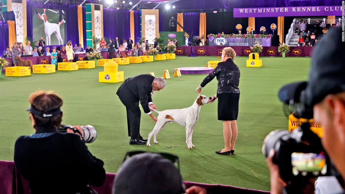 Westminster Dog Show 2021 Pekingese named Wasabi wins Best in Show CNN