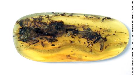 The amber helped to preserve the tiny lizard in great detail, with CT scans revealing its scales, skin and soft tissue. 
