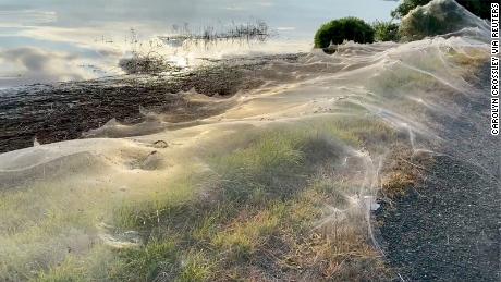 Australische, met spinnenweb bedekte regio waar spinnen aan overstromingen ontsnappen