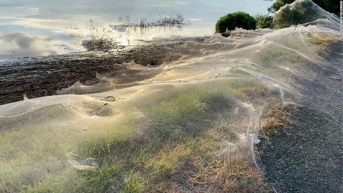 Australian region covered in cobwebs as spiders flee floods