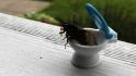 Nine-year-old girl stages cicada photo shoots