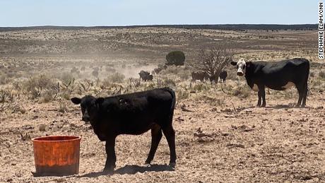 A couple of Atkin&#39;s cow out on his ranch in northwest Arizona