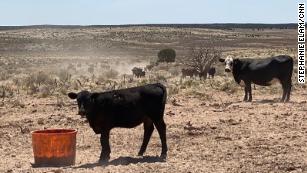 Drought conditions in Arizona have left cattle with little water.