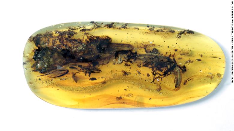 Seekor kadal kecil terkubur dalam potongan ambar berusia 99 juta tahun ini