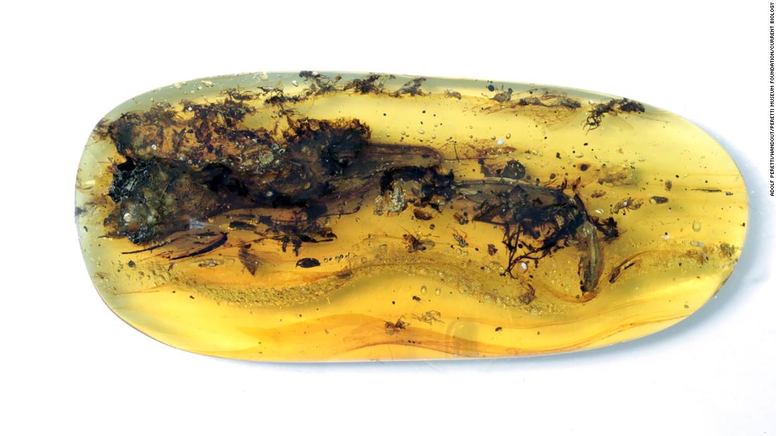 A tiny dinosaur trapped in amber turned out to be a 'really weird animal' instead - CNN 