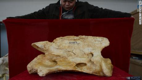 The second vertebra of a Linxia Giant Rhino