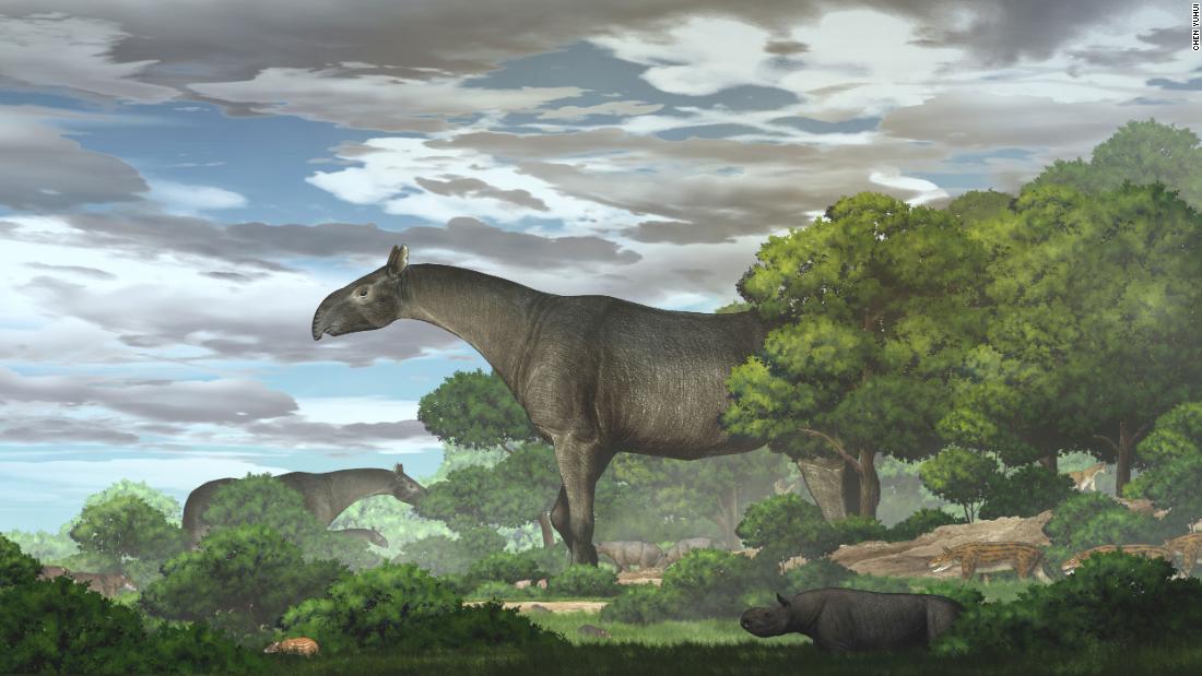 This giant prehistoric rhino was the biggest land mammal to walk the Earth