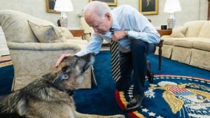 President Joe Biden pets the Biden family dog Champ in the Oval Office of the White House Wednesday, Feb. 24, 2021, prior to a bipartisan meeting with House and Senate members to discuss supply chains. (Official White House Photo by Adam Schultz)