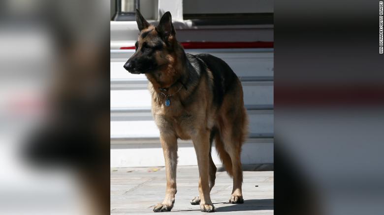 Bidens announce their 'beloved' German Shepherd has died