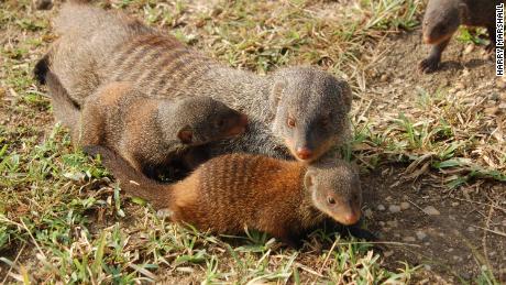 Young banded mongooses with an adult. Once they emerge from the den, they form caring relationships with another adult, called an escort. 