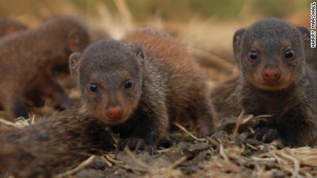 Why female mongooses all give birth at the same time