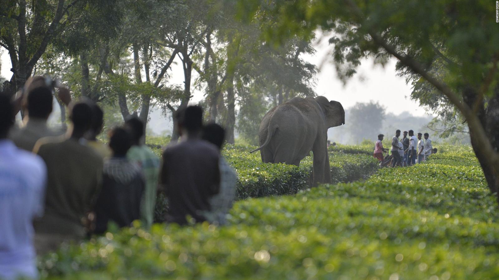 Conflicto Mortal En La India Entre Humanos Y Elefantes Cnn Video