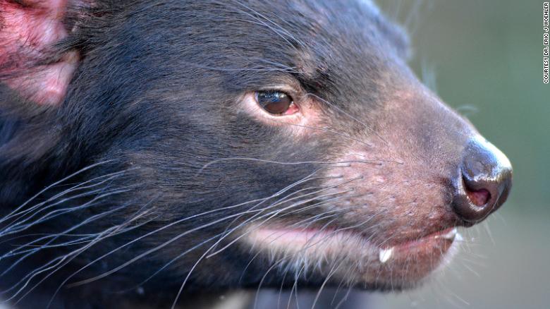 Tasmanian devils were moved to an island for their protection. Now there’s no more penguins