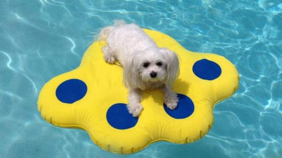 Paws Aboard Doggy Lazy Raft