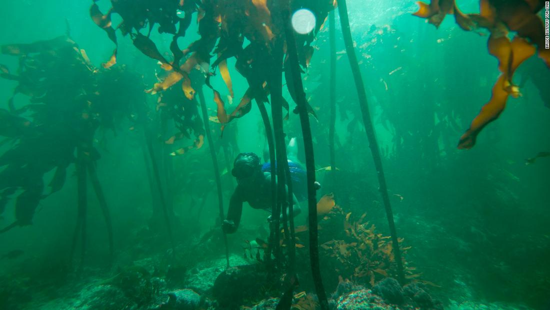 Pictured here among the kelp of the &lt;a href=&quot;https://edition.cnn.com/travel/article/south-africa-sea-forest-secrets/index.html&quot; target=&quot;_blank&quot;&gt;African Sea Forest&lt;/a&gt;, Ndhlovu went on to become the first Black female free dive instructor in South Africa. She quickly noticed its lack of diversity, and was always the only Black person on the boat, she says.