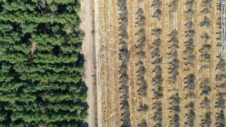 Rows of almond trees sit on the ground during an orchard removal project on May 27, 2021 in Snelling, California. As the drought emergency takes hold in California, some farmers are having to remove crops that require excessive watering due to a shortage of water in the Central Valley. 