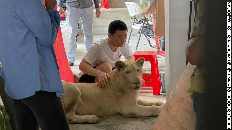 The owners had removed the lion&#39;s canine teeth.