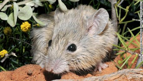 The mouse was thought to be extinct for 150 years living on the island