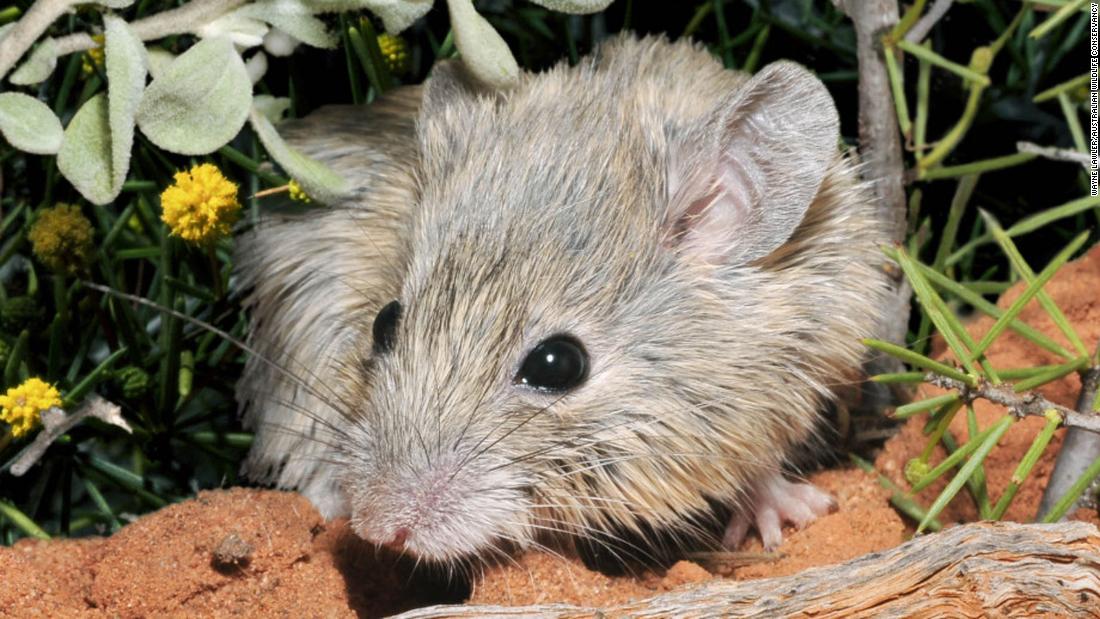 Mouse thought extinct for 150 years found living on island