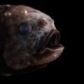 03 ocean twilight zone creatures RESTRICTED