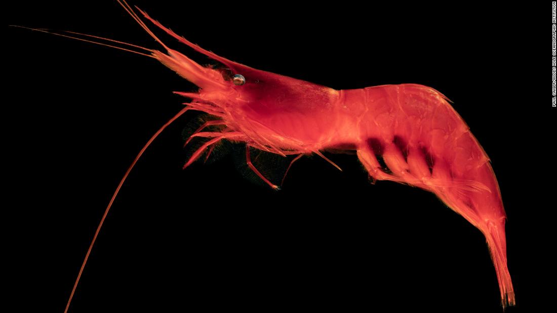 &lt;strong&gt;Acanthephyra sp. -- &lt;/strong&gt; Acanthephyra is a genus of shrimp known for their vibrant color and bioluminescent properties. 