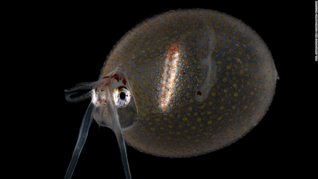 &lt;strong&gt;Glass squid -- &lt;/strong&gt;Glass squid are filled with ammonium chloride, a solution lighter than seawater, allowing them to float through the ocean in search of food and mates. Born in the surface ocean, they grow to full size at fourth months and will enter the twilight zone.