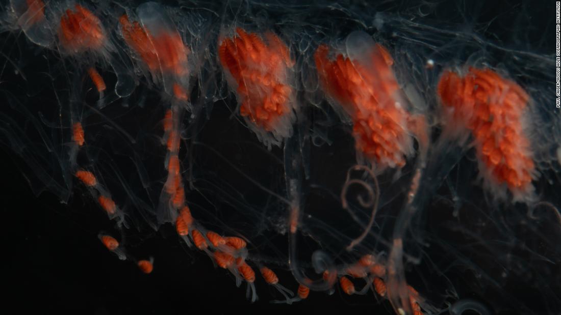 &lt;strong&gt;Siphonophore --  &lt;/strong&gt;Siphonophores are a colony comprised of connected &quot;zooids.&quot; These form rope-like chains that can be longer than a blue whale and dangle tentacles that sting and trap their prey.