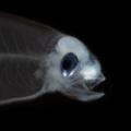 16 ocean twilight zone creatures RESTRICTED