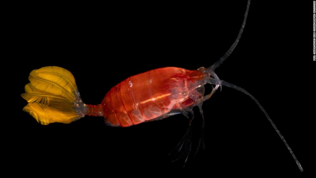 &lt;strong&gt;Copepods -- &lt;/strong&gt;This crustacean&#39;s rowing-like movement lends it its name -- copepod means &quot;oar-feet&quot; in Latin. It migrates up and down in the ocean by adjusting the density of fats in its body, staying low and out of predators&#39; paths during the day.&lt;br /&gt;