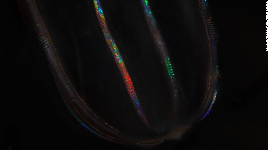 &lt;strong&gt;Ctenophore -- &lt;/strong&gt;These comb-like creatures are bioluminescent and move around via eight rows of &lt;a href=&quot;https://www.britannica.com/science/cilium&quot; target=&quot;_blank&quot;&gt;cilia&lt;/a&gt; (narrow eyelash-like filaments), which &quot;beat&quot; in synchrony.