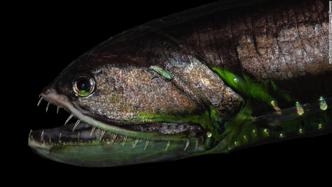 &lt;strong&gt;Bristlemouth -- &lt;/strong&gt;There may be as many as a quadrillion (1,000 trillion) of these small fish in the ocean, making it the most abundant vertebrate on Earth. Bristlemouths do not take part in the nightly migration to the surface ocean. A clue as to why might be their swim bladders: while those creatures that make the migration have swim-bladders filled with air, the bristlemouth&#39;s is filled with fat.