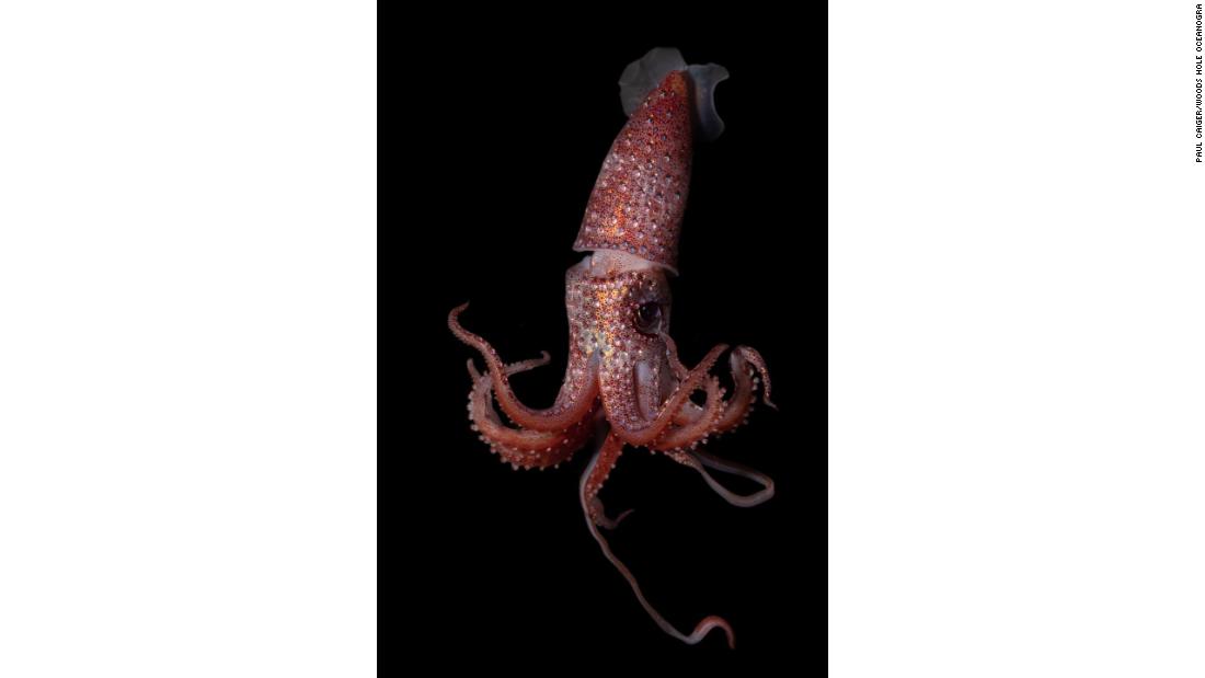&lt;strong&gt;Strawberry squid -- &lt;/strong&gt;Two eyes are better than one -- particularly in the case of the strawberry squid, whose eyes are different sizes. Its larger yellow eye is super-sensitive and picks out prey in waters above, while its smaller blue eye looks below for signs of bioluminescent fauna it will also eat.&lt;br /&gt;&lt;br /&gt;