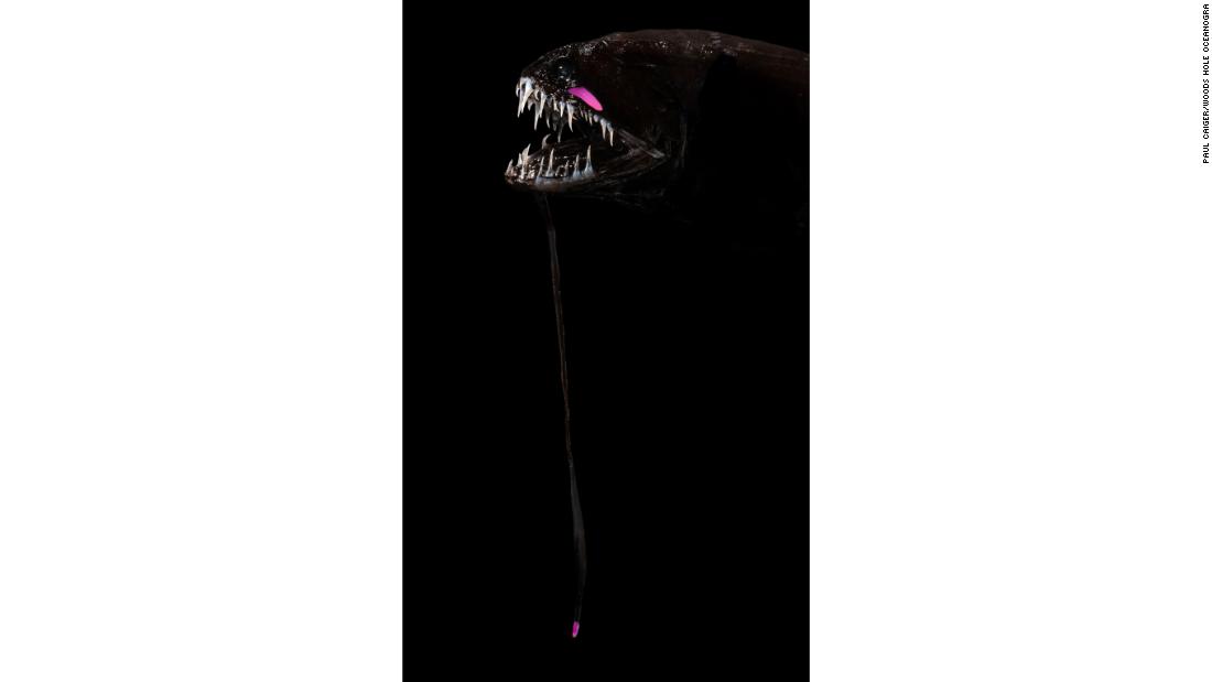 &lt;strong&gt;Barbeled dragonfish -- &lt;/strong&gt;A fish with a fearsome mouth, the barbeled dragonfish has fangs embedded with nanocrystals that make its bite stronger than a shark, according to the Woods Hole Oceanographic Institution (WHOI). Females have a bioluminescent lure dangling from their chin. Grows to up to 20 inches (51 cm).