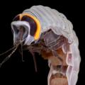 10 ocean twilight zone creatures RESTRICTED
