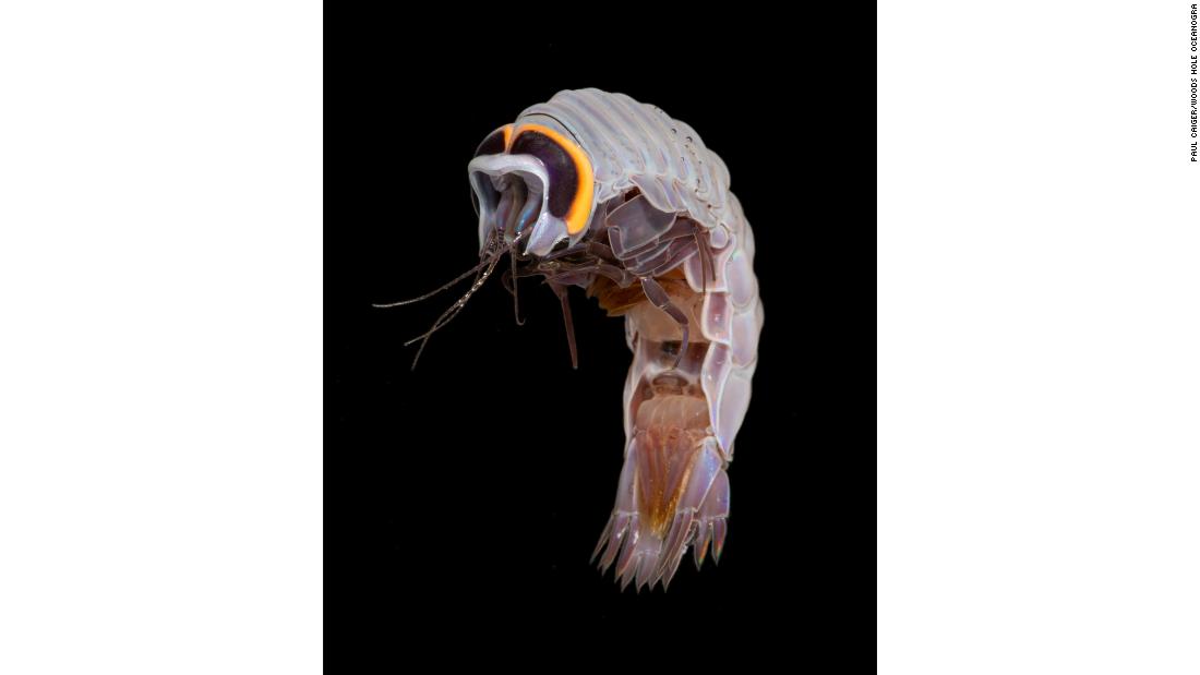 &lt;strong&gt;Hyperiid Amphipod (Pegohyperia princeps) -- &lt;/strong&gt;This crustacean is a &lt;a href=&quot;https://www.whoi.edu/multimedia/a-shimmer-in-the-net/&quot; target=&quot;_blank&quot;&gt;parasite&lt;/a&gt; to salps and other gelatinous creatures, and grow to just over &lt;a href=&quot;https://myweb.fsu.edu/mstukel/abouthypamph.html&quot; target=&quot;_blank&quot;&gt;one centimeter&lt;/a&gt;. 