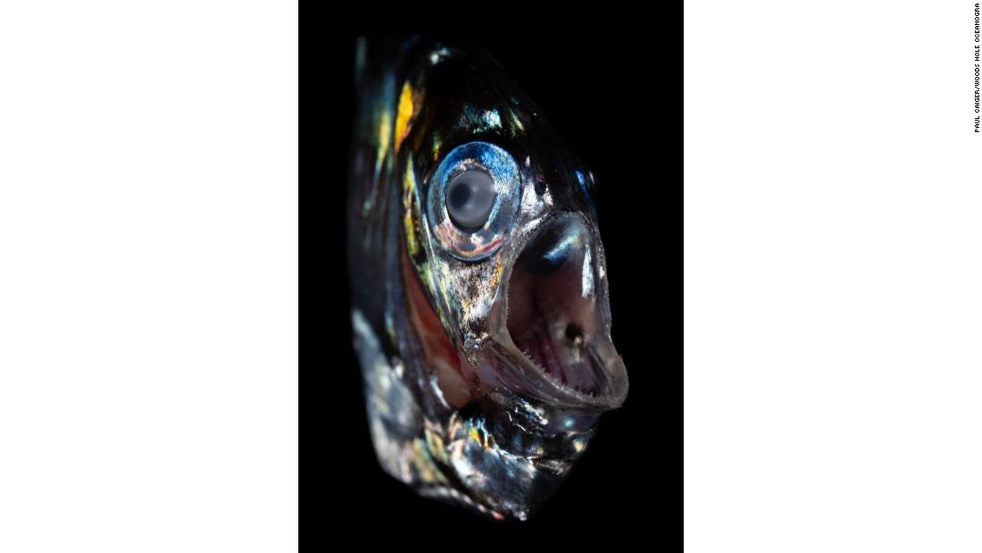 &lt;strong&gt;Transparent hatchetfish (Sternoptyx diaphana) --&lt;/strong&gt; The &lt;a href=&quot;https://twilightzone.whoi.edu/explore-the-otz/creature-features/hatchetfish/&quot; target=&quot;_blank&quot;&gt;hatchetfish&lt;/a&gt; has evolved so that it has pale blue lights on its underside, camouflaging it against the surface from any predators loitering below. And with eyes tilted upwards, it&#39;s ready to prey on creatures above it. Some species are known to swim up from 1,500 meters (5,000 feet) into shallow waters to feed at night. 