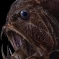 20 ocean twilight zone creatures RESTRICTED